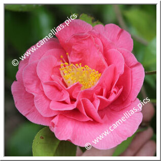 Camellia Japonica 'Margaret Short'