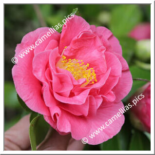 Camellia Japonica 'Margaret Short'