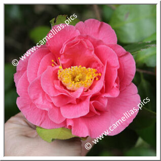 Camellia Japonica 'Margaret Short'