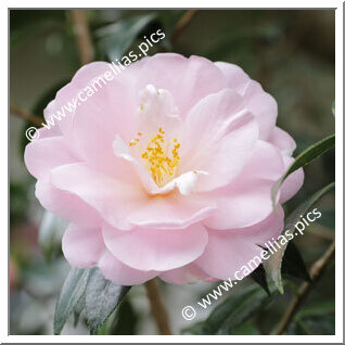 Camellia Hybrid C.x williamsii 'Margaret Waterhouse'