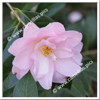 Camellia Hybride C.x williamsii 'Margaret Waterhouse'
