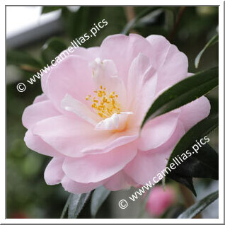 Camellia Hybrid C.x williamsii 'Margaret Waterhouse'