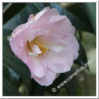 Camellia Hybrid C.x williamsii 'Margaret Waterhouse'