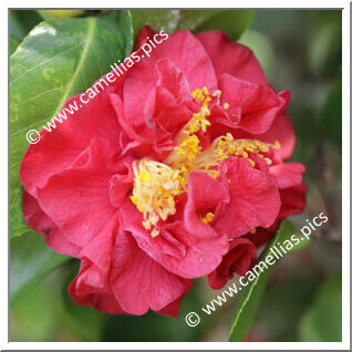 Camellia Japonica 'Margaret Wells '