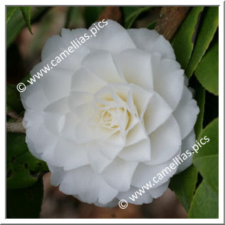 Camellia Japonica 'Margarete Hertrich'