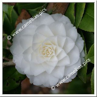Camellia Japonica 'Margarete Hertrich'