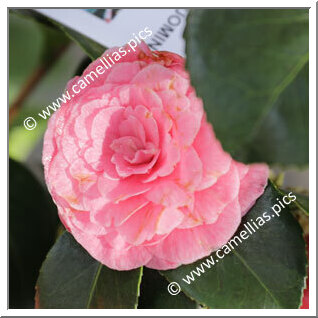Camellia Japonica 'Margherita Belluomini'