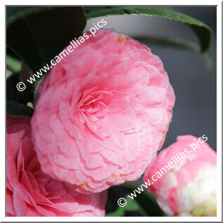 Camellia Japonica 'Margherita Belluomini'