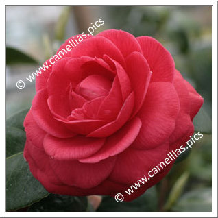 Camellia Japonica 'Margherita Coleoni'