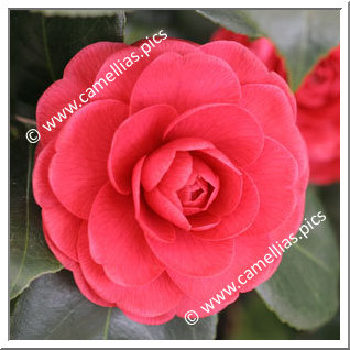 Camellia Japonica 'Margherita Coleoni'