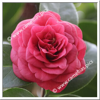 Camellia Japonica 'Marchesa Margherita Serra'