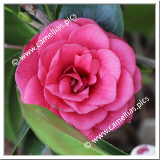 Camellia Japonica 'Marchesa Margherita Serra'