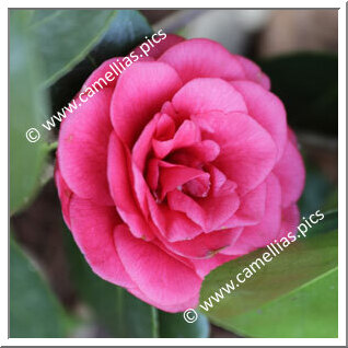 Camellia Japonica 'Marchesa Margherita Serra'