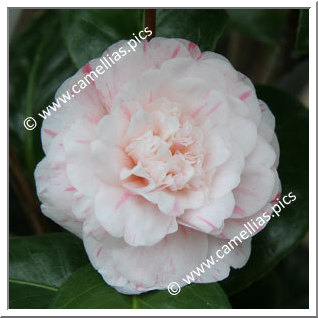 Camellia Japonica 'Marguerite Gouillon'