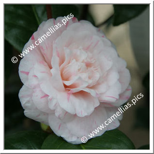 Camellia Japonica 'Marguerite Gouillon'