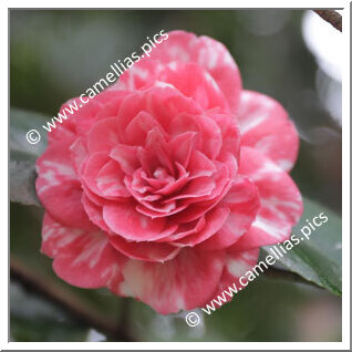 Camellia Japonica 'Maria Antonietta'