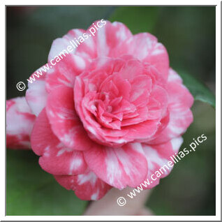 Camellia Japonica 'Maria Antonietta'