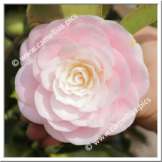 Camellia Japonica 'Maria Bagnasco'