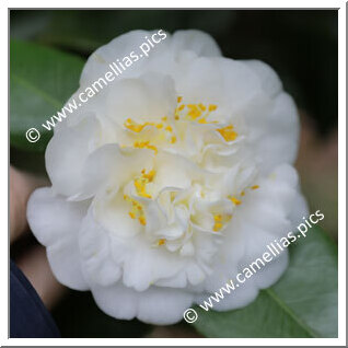 Camellia Japonica 'Maria Irene'