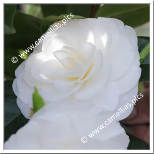 Camellia Japonica 'Maria Rovelli'
