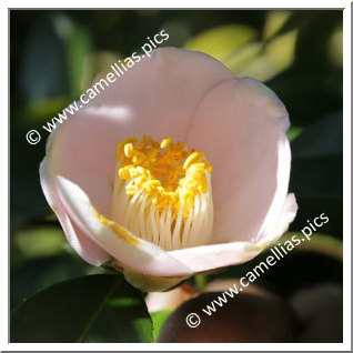 Camellia Japonica 'Maria Sama'