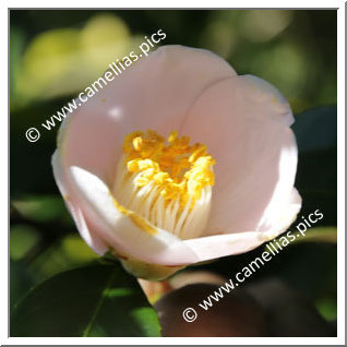 Camellia Japonica 'Maria Sama'