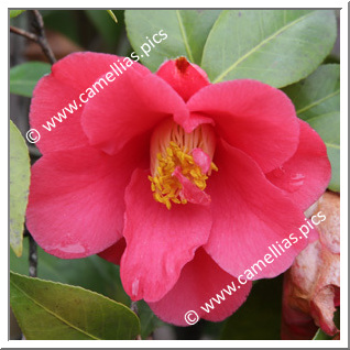 Camellia Japonica 'Marian Mitchell'