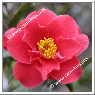 Camellia Japonica 'Marian Mitchell'
