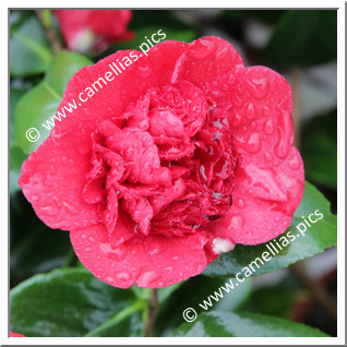 Camellia Japonica 'Mariana'