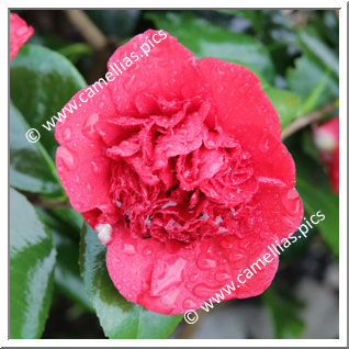 Camellia Japonica 'Mariana'