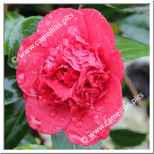 Camellia Japonica 'Mariana'