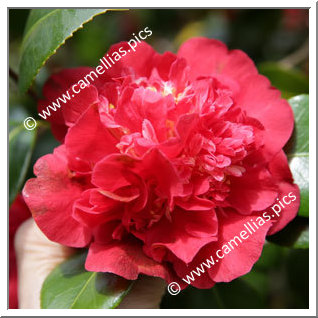 Camellia Japonica 'Mariann '