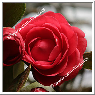 Camellia Japonica 'Marianna Gaeta'