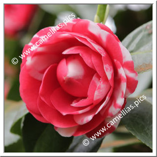 Camellia Japonica 'Marianna Gaeta'