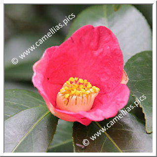 Camellia Japonica 'Mari-e'