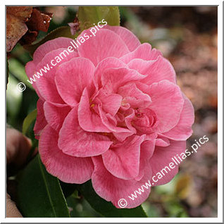 Camellia Japonica 'Marie Bracey'