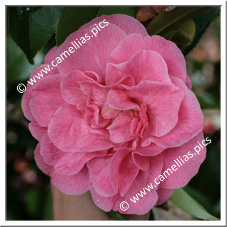 Camellia Japonica 'Marie Bracey'