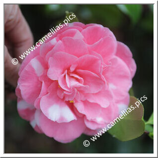 Camellia Japonica 'Marie Bracey Variegated'