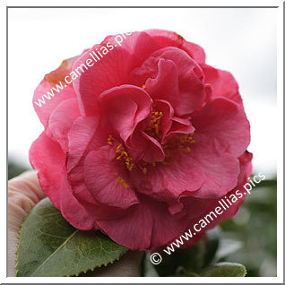 Camellia Japonica 'Marie Curie'