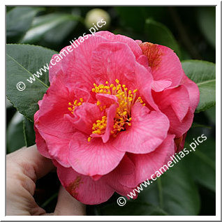 Camellia Japonica 'Marie Curie'