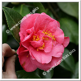 Camellia Japonica 'Marie Curie'