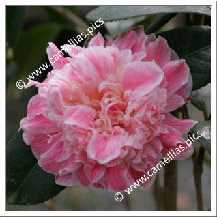 Camellia Japonica 'Marie le Ménélec'