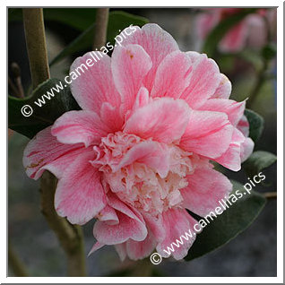 Camellia Japonica 'Marie le Ménélec'