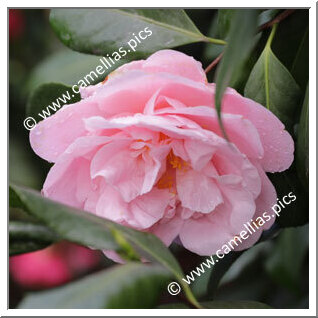 Camellia Japonica 'Marie Mackall'