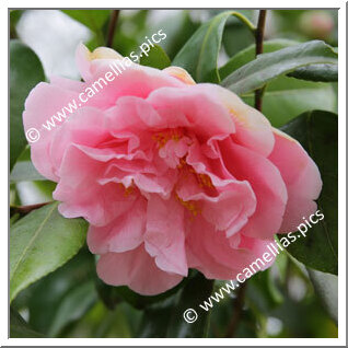 Camellia Japonica 'Marie Mackall'