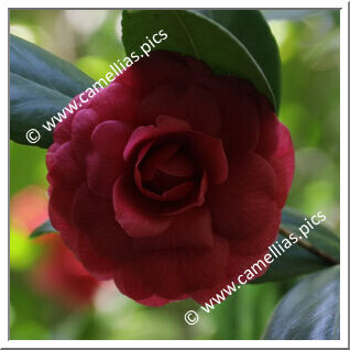 Camellia Japonica 'Marie Morren'