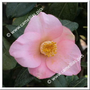 Camellia Japonica 'Marie Sivet'