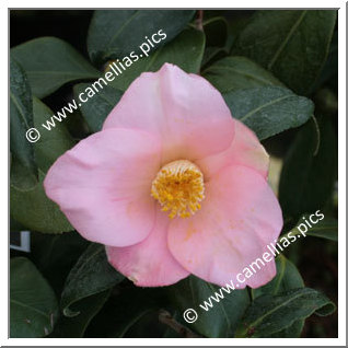 Camellia Japonica 'Marie Sivet'