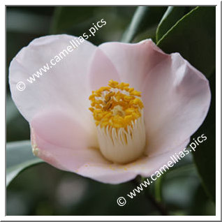 Camellia Japonica 'Marie Sivet'