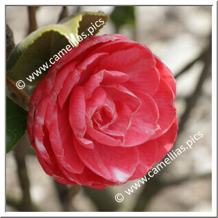 Camellia Japonica 'Marietta Bellotti'